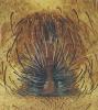 Alopecosa pulverulenta